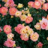 Rosa X Oso Easy Chewnicebell Italian Ice Rose