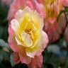 Rosa X Oso Easy Chewnicebell Italian Ice Rose