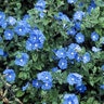 Evolvulus Pilosus Blue Daze Shaggy Dwarf Morning Glories