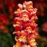 Antirrhinum Majus Snaptastic Orange Flame Snapdragon