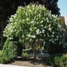 Lagerstroemia Indica X Fauriei Sarahs Favorite Crape Myrtle 10 ft. Height Ball and Burlap