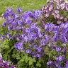 Aquilegia X Earlybird Purple Blue Columbine