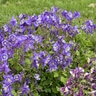 Aquilegia X Earlybird Purple Blue Columbine