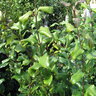 Ligustrum japonicum Recurvifolium Curved-Leaf Privet Tree Form Multi Stem 6 ft. Height Ball and Burlap