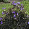 Geranium Pratense Boom Chocolatta Cranesbill