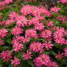 Monarda X Leading Lady Pink Bee Balm