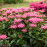 Monarda X Leading Lady Pink Bee Balm