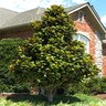 Magnolia Grandiflora Teddy Bear Southern Magnolia 7 gal. Container