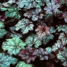 Heuchera X Amethyst Mist Coral Bells