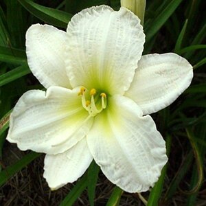Hemerocallis X Gentle Shepherd Daylily 1 gal. Container