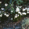 Zephyranthes Candida Rain Lily