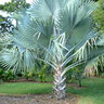 Bismarckia Nobilis Bismarck Palm