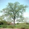 Populus Deltoides Eastern Cottonwood 1.5 in. Caliper Ball and Burlap
