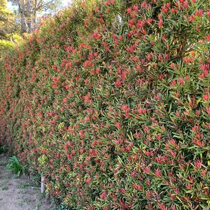 Podocarpus Marcophyllus Mood Ring Yew Plum Pine