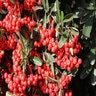 Pyracantha Koidzumii Victory Formosa Firethorn Staked 5 gal. Container