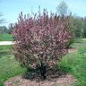 Prunus X Cistena Purple Leaf Sand Cherry 6 ft. Height Ball and Burlap