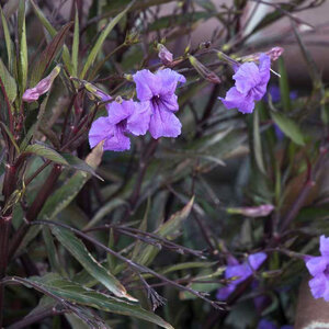 Ruellia simplex (brittoniana) Katie Mexican Petunia