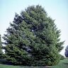 Pseudotsuga Menziesii Douglas Fir 8 ft. Height Ball and Burlap