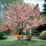Malus X Brandywine Crabapple 1.5 in. Caliper 15 gal. Container