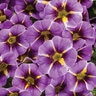Calibrachoa X Superbells Evening Star Mini Petunia