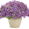 Calibrachoa X Superbells Evening Star Mini Petunia