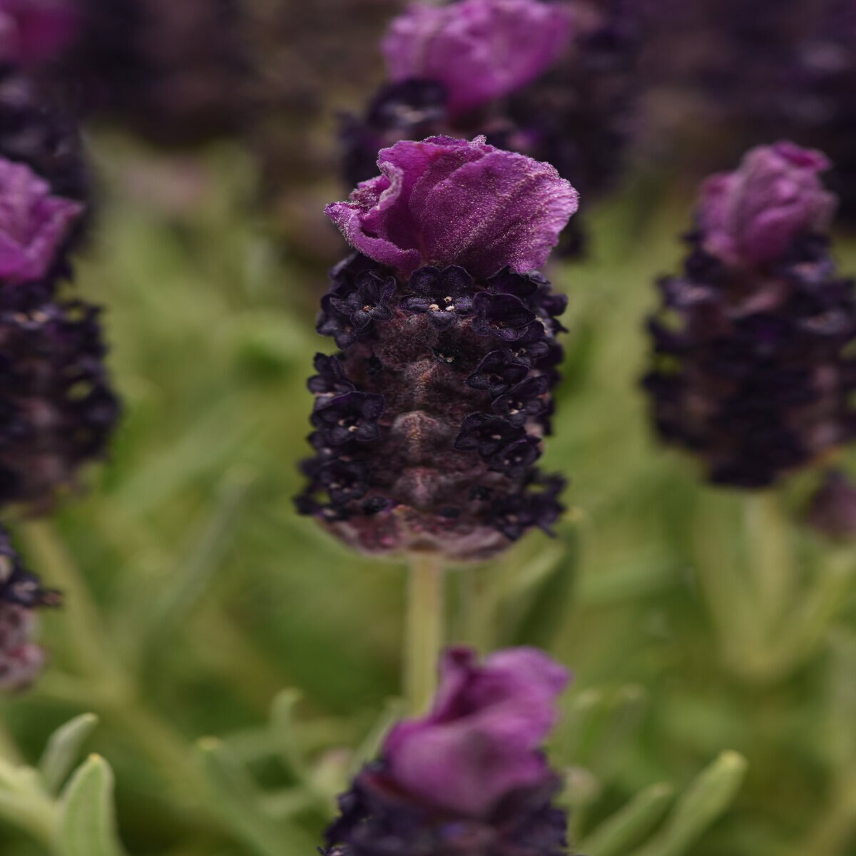 Lavandula Stoechas Bandera Deep Rose Spanish Lavender | SiteOne