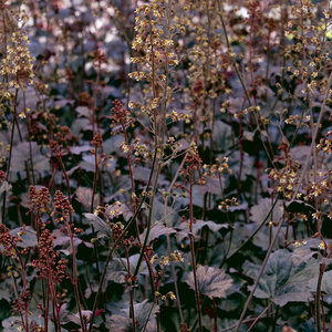 Heuchera X Obsidian Coral Bells