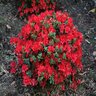 Rhododendron X Hino Crimson Azalea 7 gal. Container