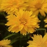 Coreopsis Grandiflora Double the Sun Tickseed