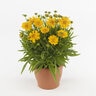 Coreopsis Grandiflora Double the Sun Tickseed
