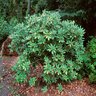 Rhododendron Catawbiense Boursault Catawba Rhododendron 10 gal. Container