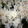 Rhododendron X Delaware Valley White Azalea 3 gal. Container