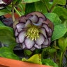 Helleborus X Wedding Party Black Tie Affair Lenten Rose