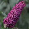Buddleia X Blaze Pink Butterfly Bush