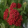 Achillea Millefolium Penhow Heartthrob Yarrow