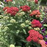 Achillea Millefolium Penhow Heartthrob Yarrow