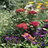 Achillea Millefolium Penhow Heartthrob Yarrow