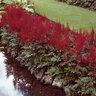 Astilbe Japonica Montgomery Astilbe