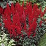 Astilbe Japonica Montgomery Astilbe