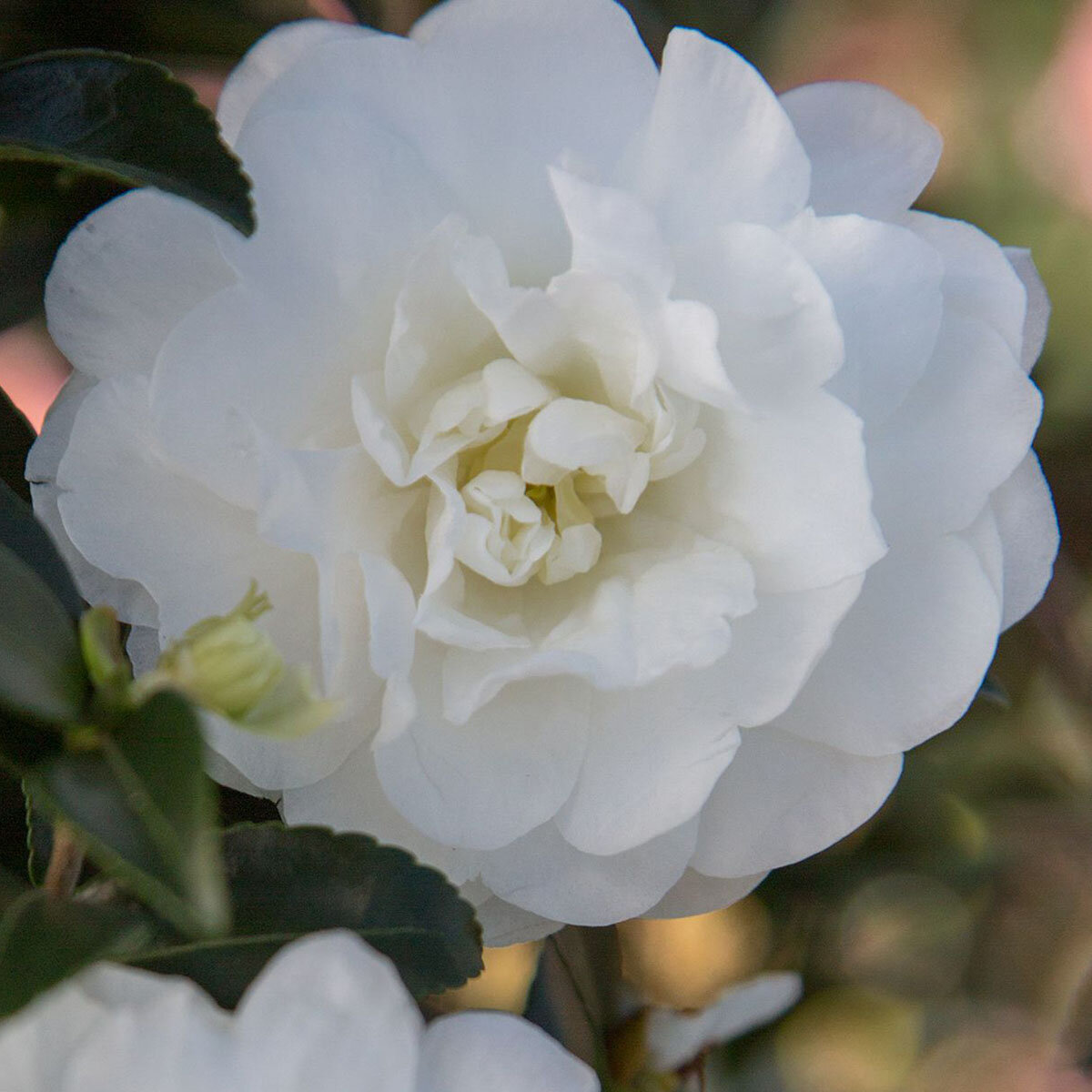 Camellia sasanqua October Magic Ivory Southern Living / Sunset Camellia ...