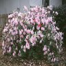Rhododendron X George L. Taber Azalea Tree Form Standard 5 gal. Container