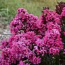 Lagerstoemia X Barista Brew Ha Ha Crape Myrtle