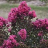Lagerstoemia X Barista Brew Ha Ha Crape Myrtle