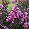 Lagerstroemia X Barista Dark Roast Crape Myrtle