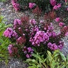 Lagerstroemia X Barista Dark Roast Crape Myrtle