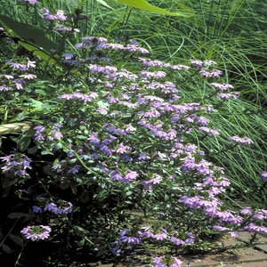 Scaevola Aemula Fan Flower