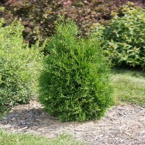Thuja Occidentalis Tall Guy First Editions Arborvitae 3 gal. Container