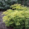 Sambucus Racemosa Sutherland Gold Elderberry 3 gal. Container