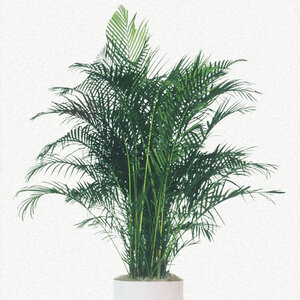 Chrysalidocarpus Lutescens Areca Palm