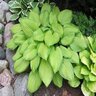 Hosta Stained Glass Plantain Lily 2 gal. Container